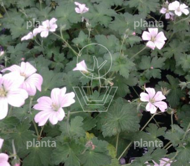 Geranium 'Dreamland'