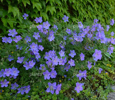 Geranium 'Johnson's Blue'