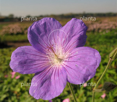 Geranium 'Orion'