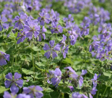 Geranium renardii 'Philippe Vapelle'