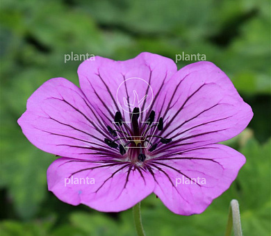Geranium 'Pink Penny'
