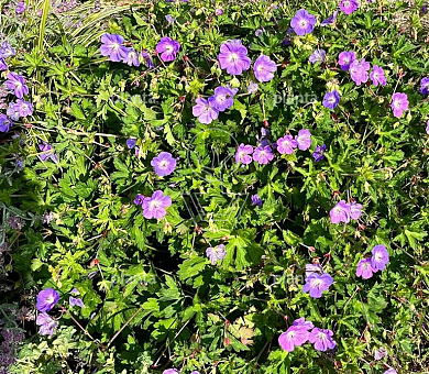 Geranium 'Rozanne'