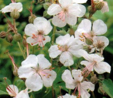 Geranium cantabrigiense 'Biokovo'