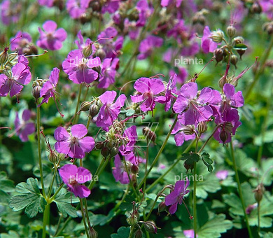 Geranium cantabrigiense 'Karmina'