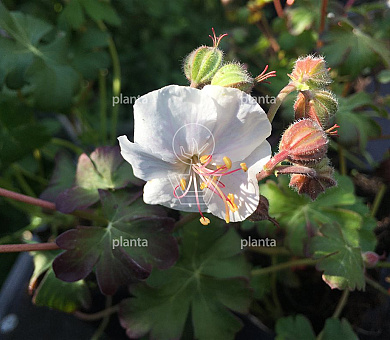 Geranium cantabrigiense 'St Ola'