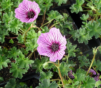 Geranium cinereum 'Ballerina'