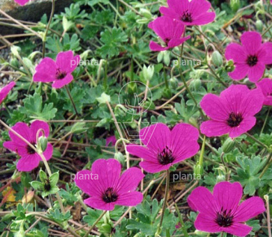 Geranium cinereum var. subcaulescens