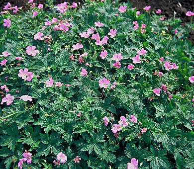 Geranium endressii