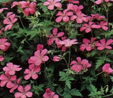 Geranium endressii 'Wargrave Pink'