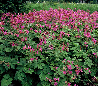 Geranium macrorrhizum 'Bevan's Variety'