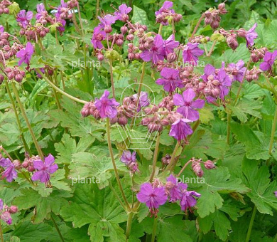 Geranium macrorrhizum 'Czakor'