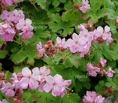 Geranium macrorrhizum 'Ingwersen's Variety'
