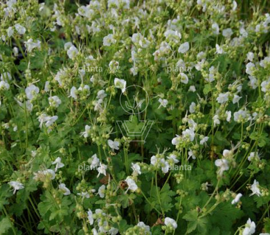 Geranium macrorrhizum 'White Ness'