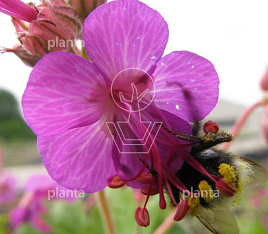 Geranium macrorrhizum