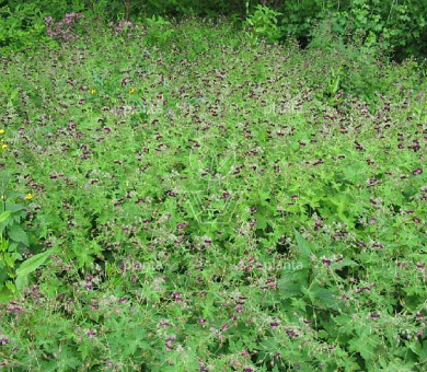 Geranium phaeum
