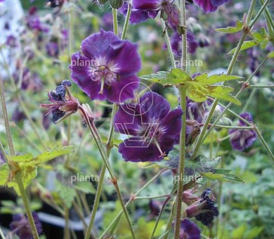 Geranium phaeum 'Samobor'