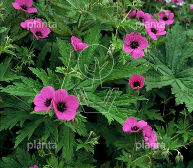 Geranium psilostemon