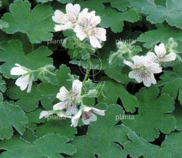 Geranium renardii