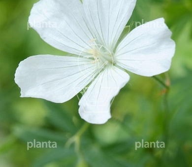 Geranium sanguineum 'Album'