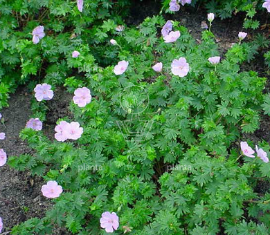 Geranium sanguineum 'Apfelblute'