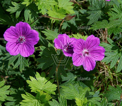 Geranium sanguineum