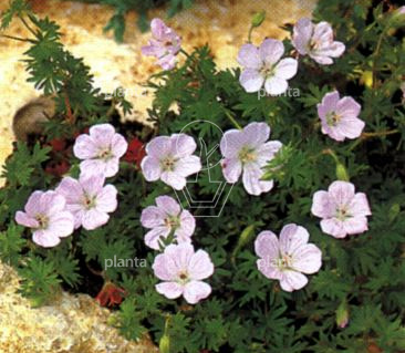Geranium sanguineum var. striatum