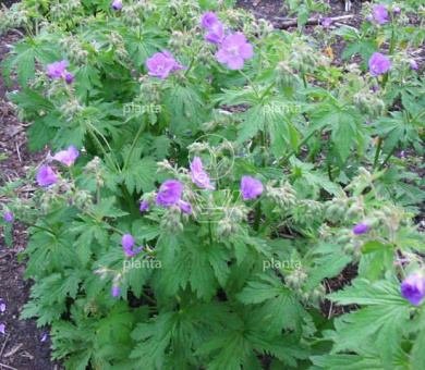 Geranium sylvaticum 'Mayflower'
