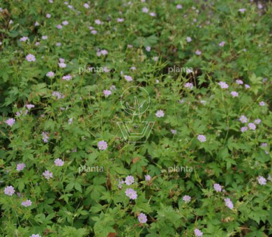 Geranium versicolor