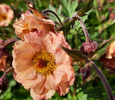 Geum 'Mai Tai'
