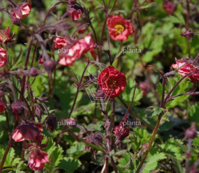 Geum rivale 'Flames of Passion'