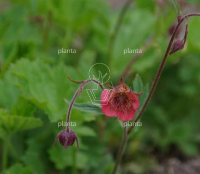 Geum rivale 'Leonard's Variety'