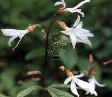 Gillenia trifoliata