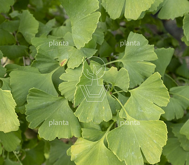 Ginkgo biloba