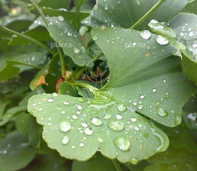Ginkgo biloba 'Mariken'