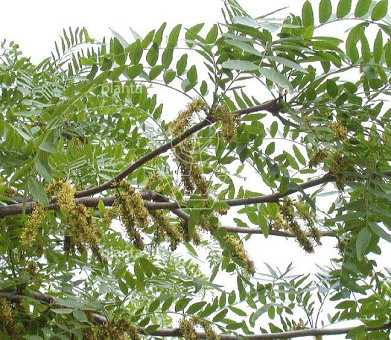 Gleditsia triacanthos