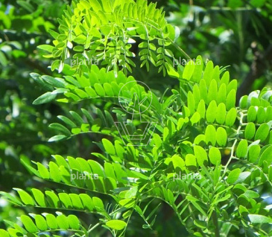Gleditsia triacanthos 'Skyline'