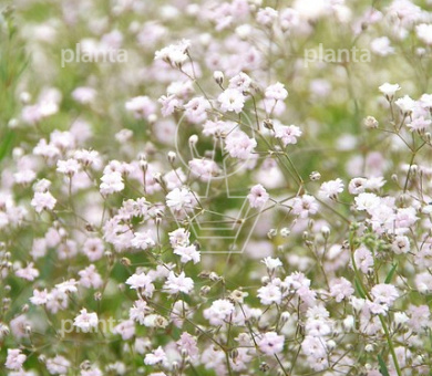 Gypsophila 'Rosenschleier'