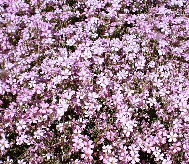 Gypsophila repens 'Rosea'