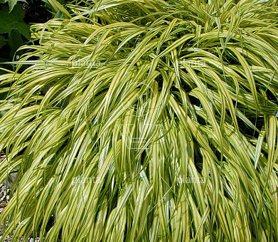 Hakonechloa macra 'Aureola'