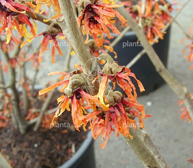 Hamamelis int. 'Diane'