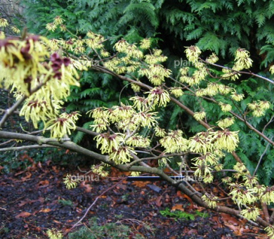 Hamamelis intermedia 'Pallida'
