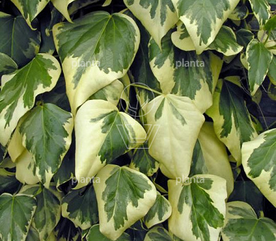 Hedera colchica 'Dentata Variegata'