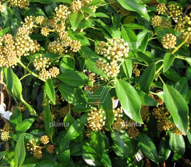 Hedera colchica 'Fall Favourite' (=Arborescens)