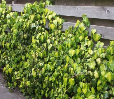 Hedera colchica 'Sulphur Heart'