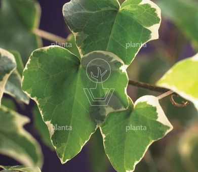 Hedera helix 'Glacier'