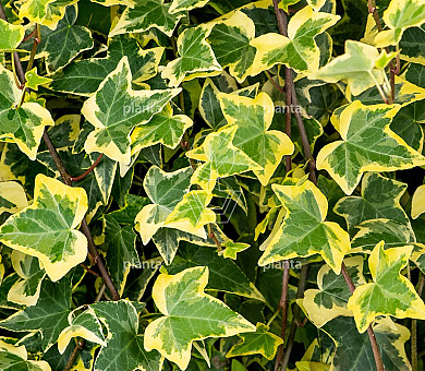 Hedera helix 'Goldchild'