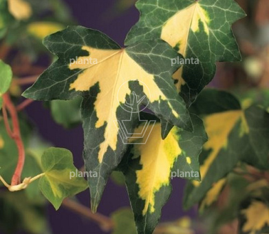 Hedera helix 'Goldheart'