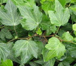 Hedera helix 'Green Ripple'