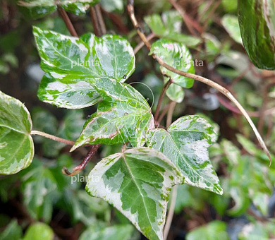 Hedera helix 'Kolibri'