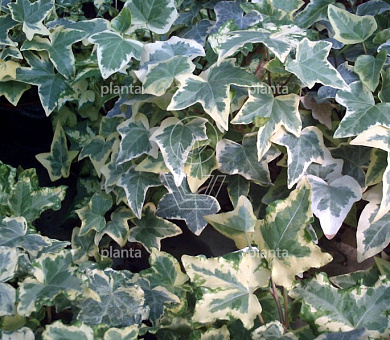 Hedera hel. 'Little Diamond'
